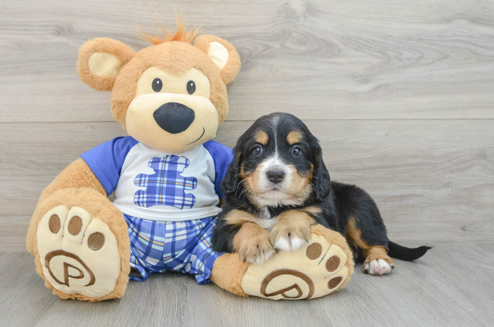 5 week old Mini Bernedoodle Puppy For Sale - Puppy Love PR