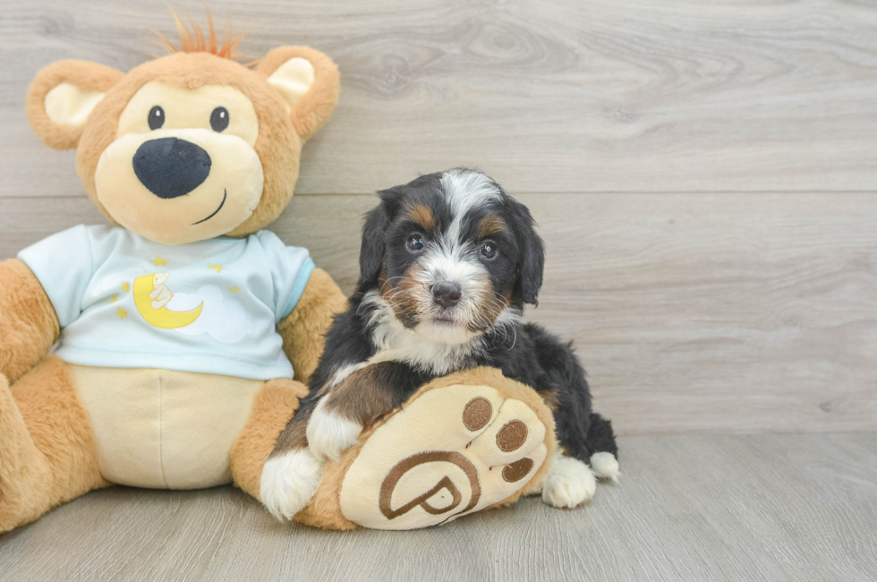 6 week old Mini Bernedoodle Puppy For Sale - Puppy Love PR