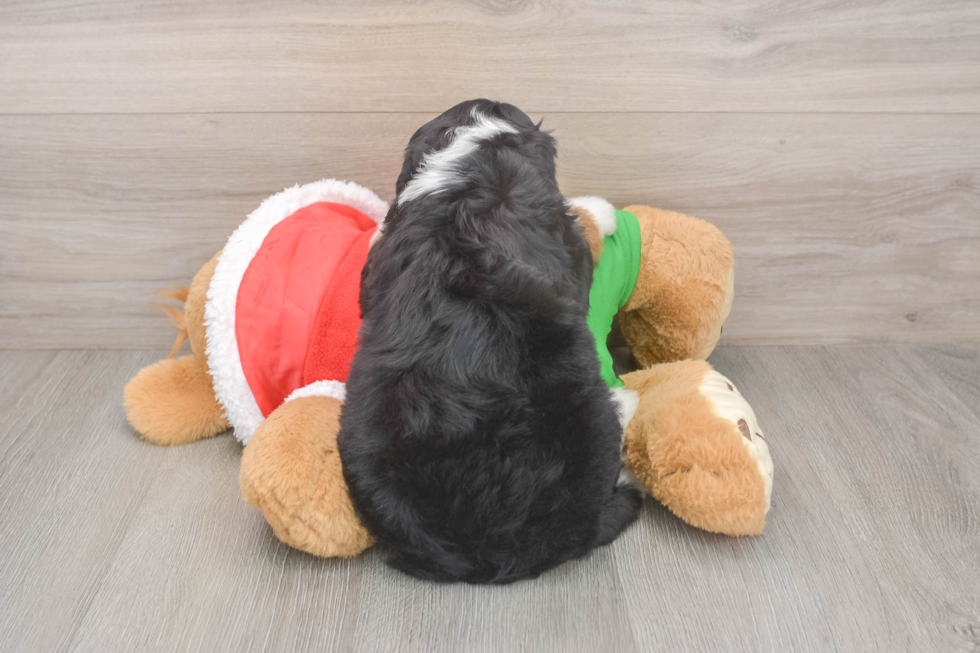 Best Mini Bernedoodle Baby