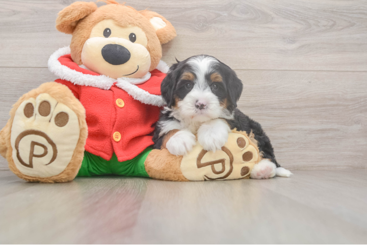 Best Mini Bernedoodle Baby