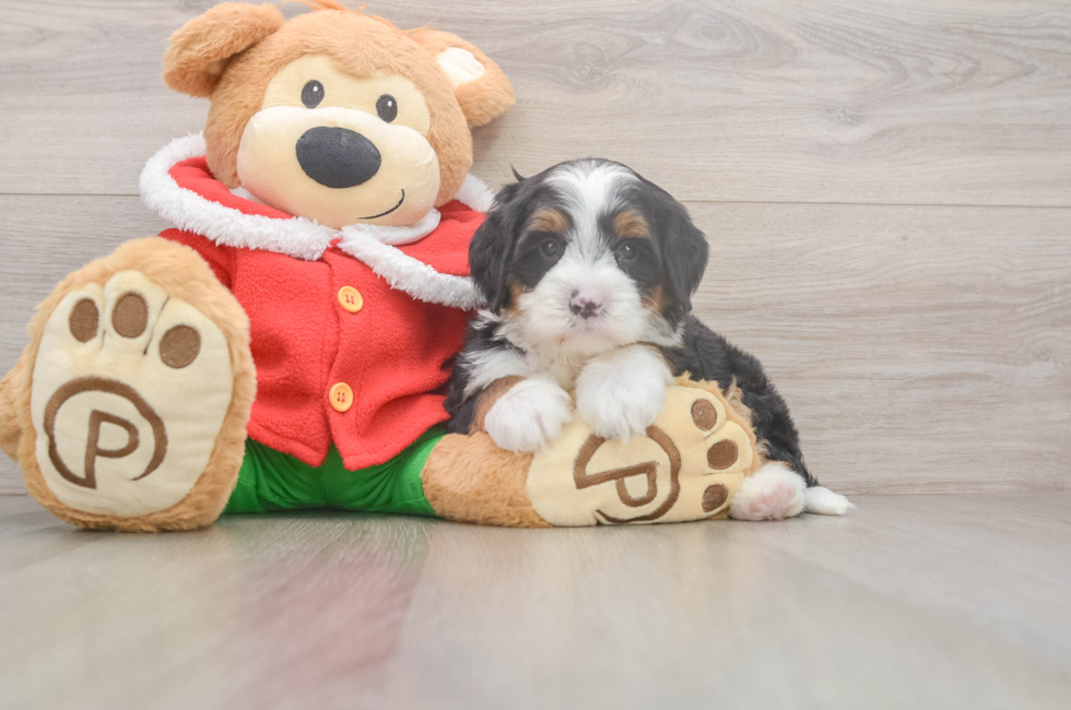6 week old Mini Bernedoodle Puppy For Sale - Puppy Love PR