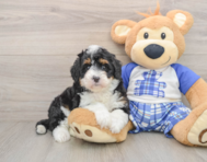 6 week old Mini Bernedoodle Puppy For Sale - Puppy Love PR
