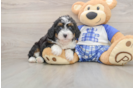 Energetic Mini Bernadoodle Poodle Mix Puppy