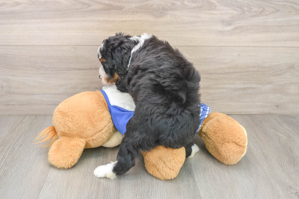 Sweet Mini Bernedoodle Baby