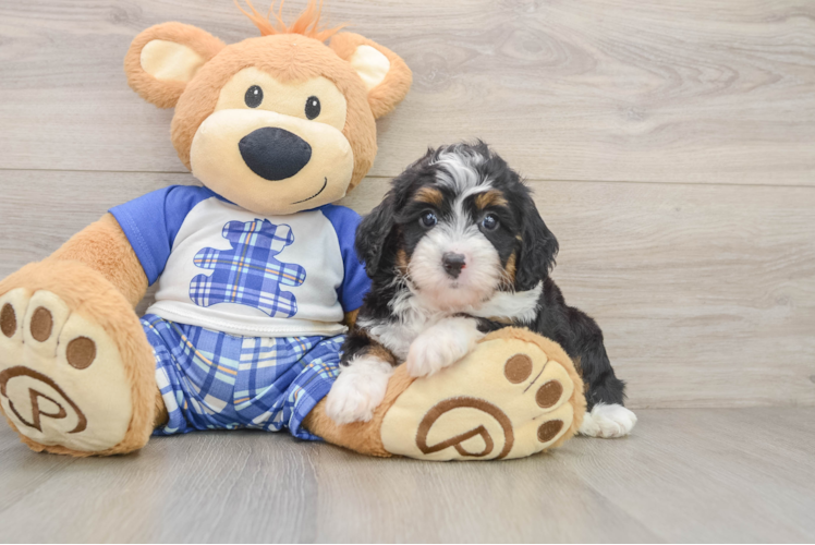 Adorable Bernadoodle Poodle Mix Puppy