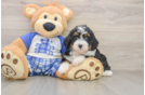 Adorable Bernadoodle Poodle Mix Puppy