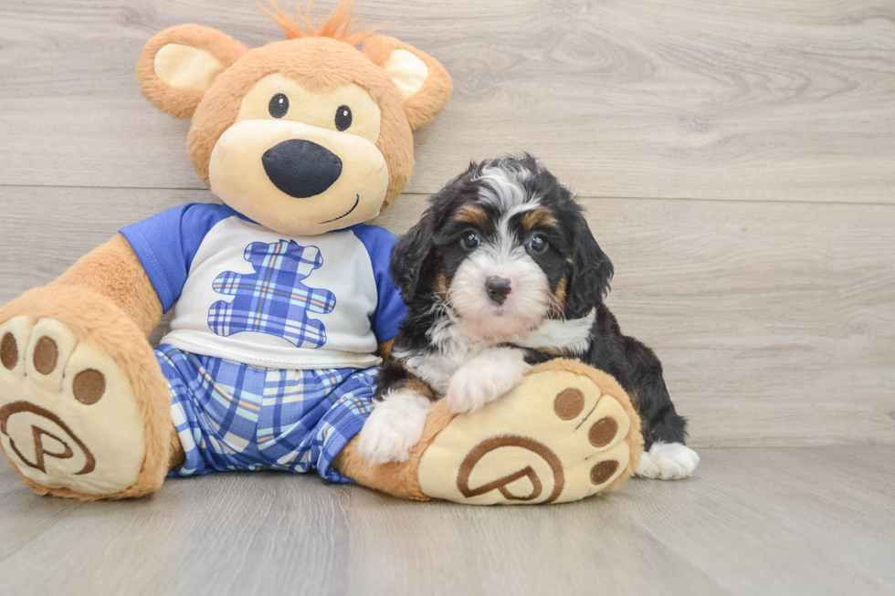 Adorable Bernadoodle Poodle Mix Puppy