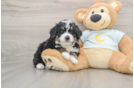Mini Bernedoodle Pup Being Cute