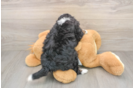 Cute Mini Bernedoodle Baby