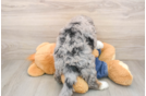 Hypoallergenic Bernese Doodle Poodle Mix Puppy