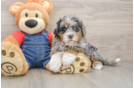 Mini Bernedoodle Pup Being Cute