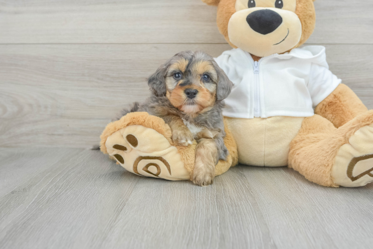 Meet Zeus - our Mini Bernedoodle Puppy Photo 1/3 - Puppy Love PR Popular Mini Bernedoodle Poodle Mix Pup