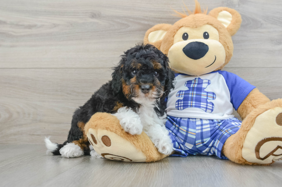 6 week old Mini Bernedoodle Puppy For Sale - Puppy Love PR