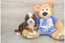 Adorable Mini Berniedoodle Poodle Mix Puppy