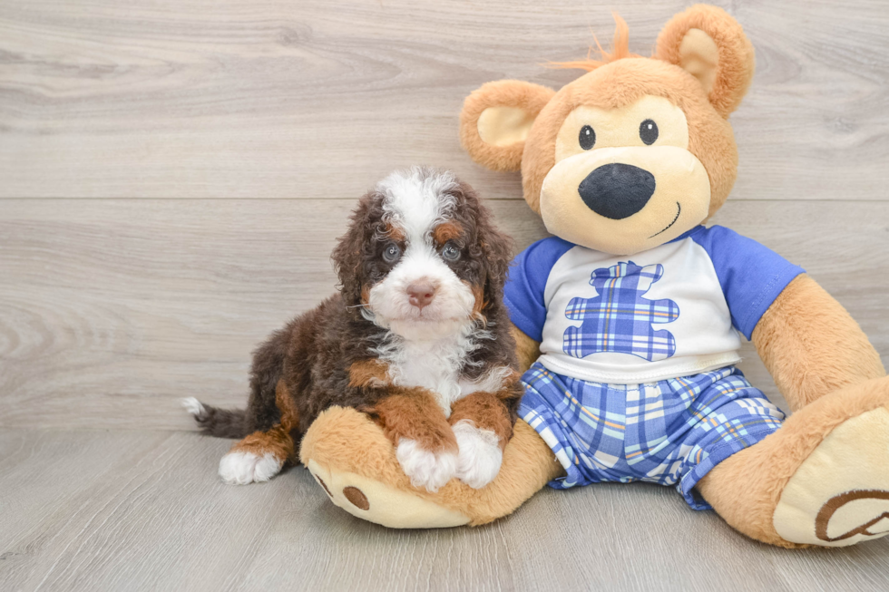 Adorable Mini Berniedoodle Poodle Mix Puppy