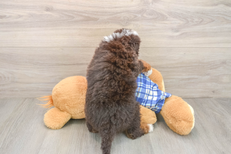 Hypoallergenic Mini Bernepoo Poodle Mix Puppy