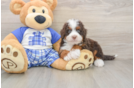 Mini Bernedoodle Puppy for Adoption