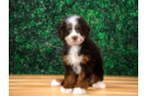 Cute Mini Bernedoodle Baby