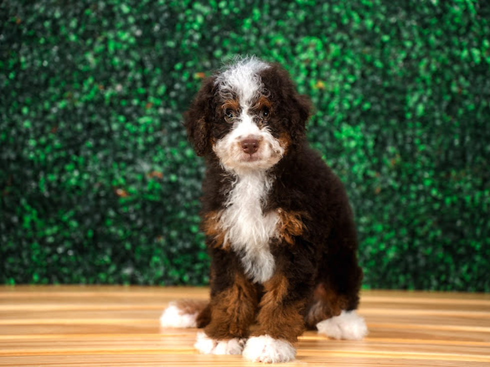 Cute Mini Bernedoodle Baby