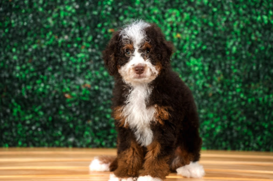 Cute Mini Bernedoodle Baby