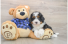 Mini Bernedoodle Puppy for Adoption
