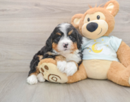 6 week old Mini Bernedoodle Puppy For Sale - Puppy Love PR