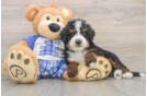 Playful Bernese Doodle Poodle Mix Puppy