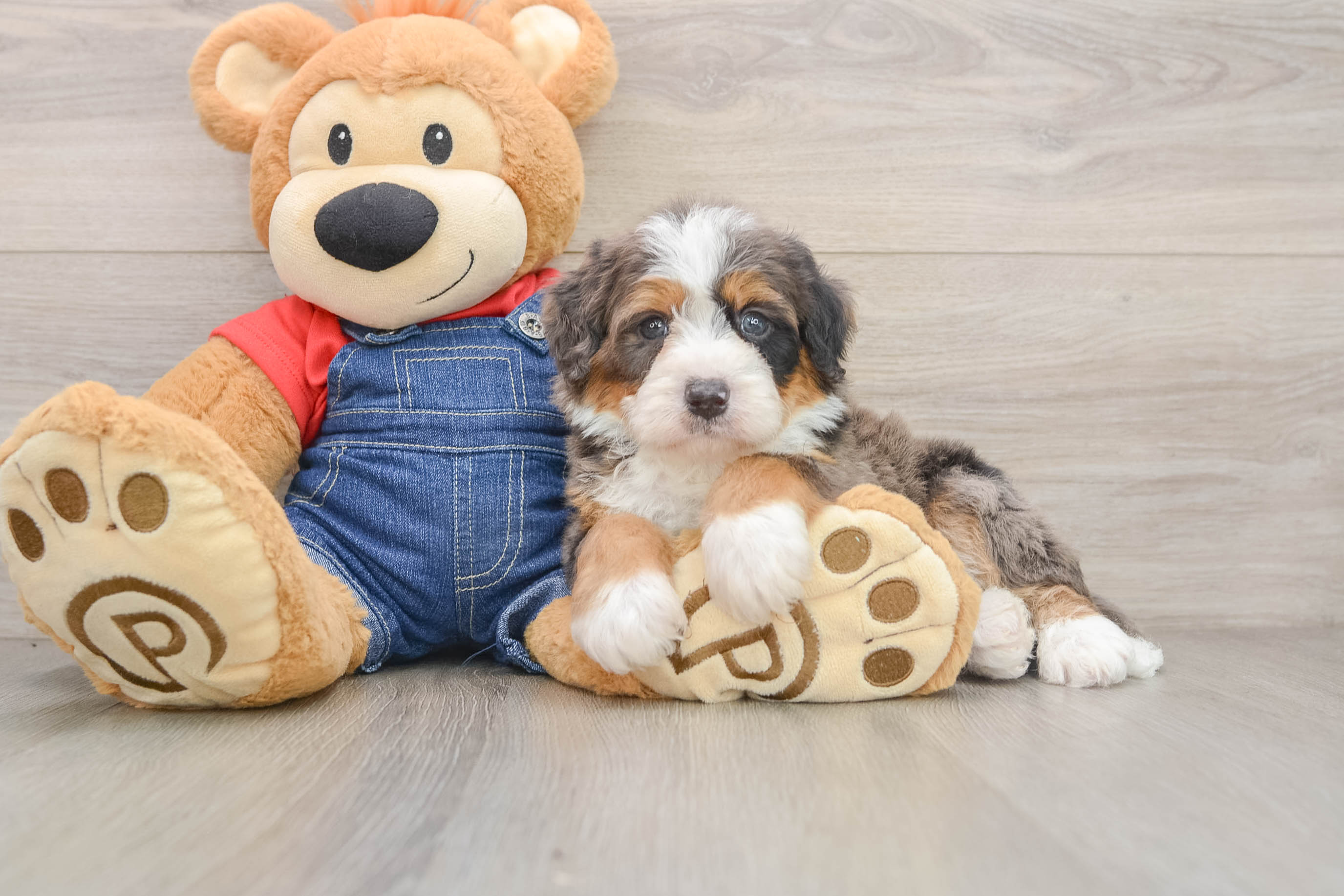 Smart Mini Bernedoodle Poodle Mix Pup