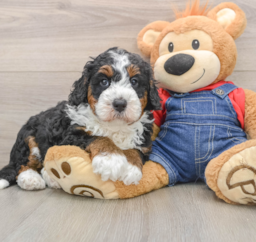 6 week old Mini Bernedoodle Puppy For Sale - Puppy Love PR