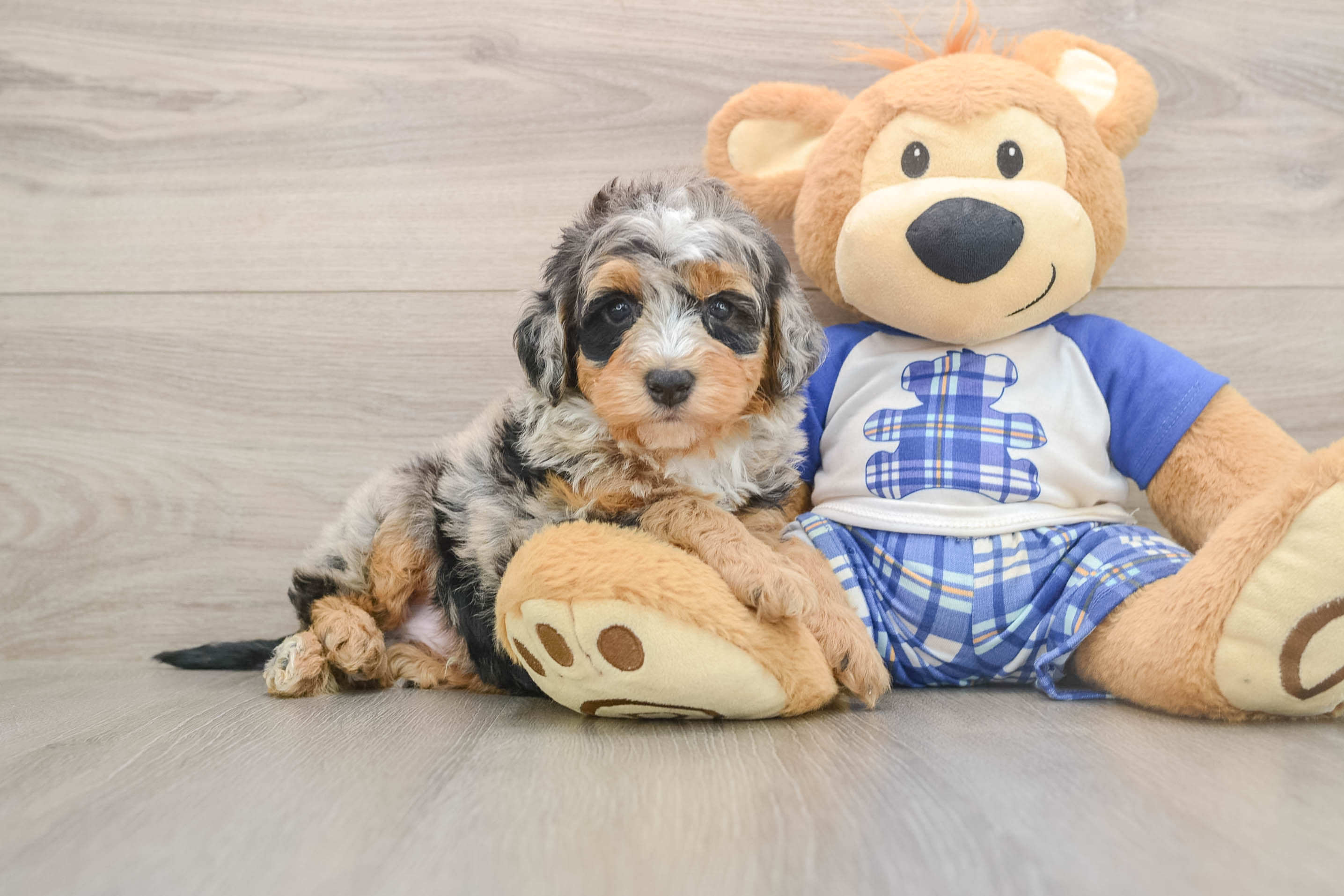 Mini Bernedoodle Pup Being Cute