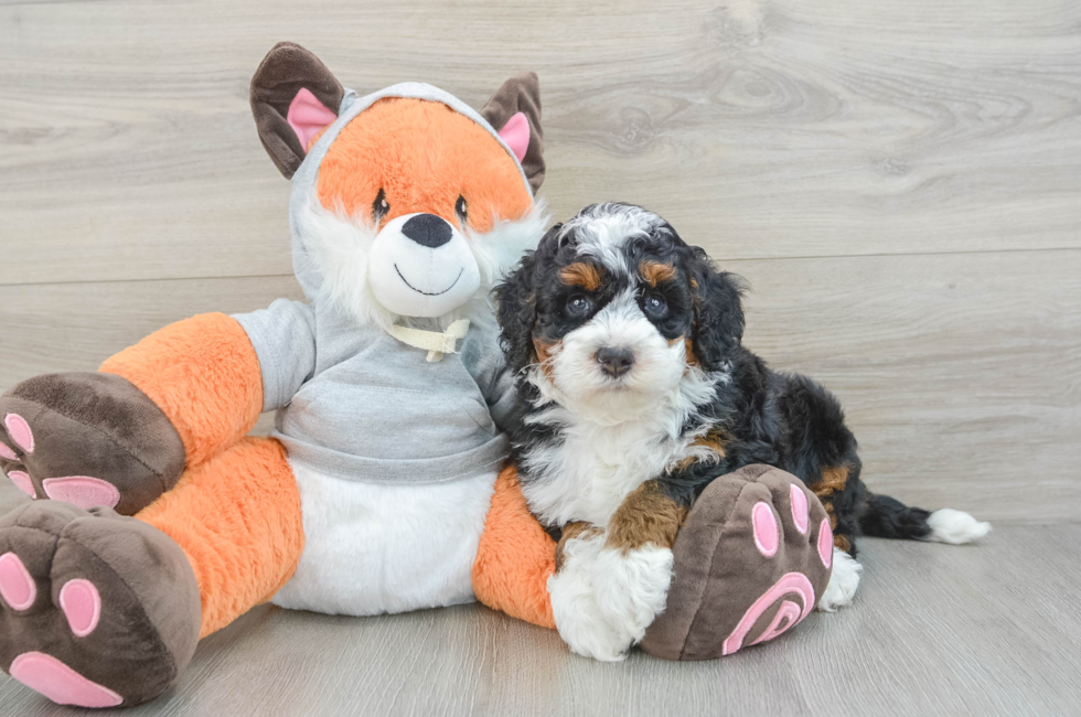 7 week old Mini Bernedoodle Puppy For Sale - Puppy Love PR