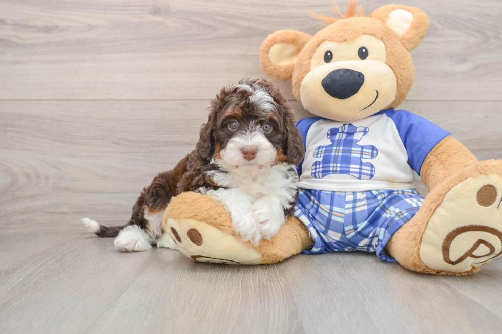 Popular Mini Bernedoodle Poodle Mix Pup