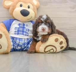 6 week old Mini Bernedoodle Puppy For Sale - Puppy Love PR