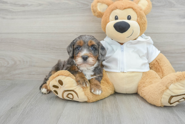 Meet Zoltar - our Mini Bernedoodle Puppy Photo 1/3 - Puppy Love PR Best Mini Bernedoodle Baby