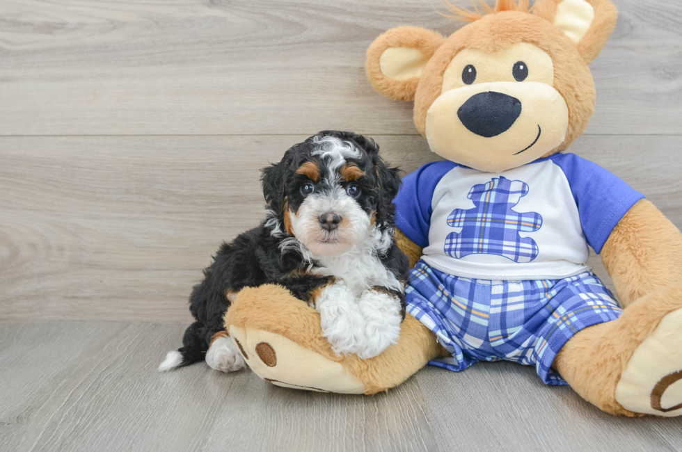 6 week old Mini Bernedoodle Puppy For Sale - Puppy Love PR