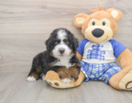 6 week old Mini Bernedoodle Puppy For Sale - Puppy Love PR