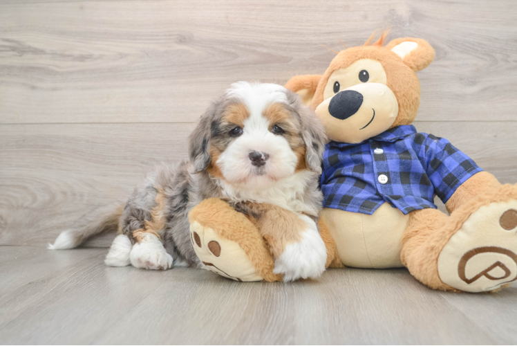Mini Bernedoodle Pup Being Cute