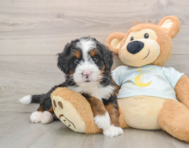 6 week old Mini Bernedoodle Puppy For Sale - Puppy Love PR