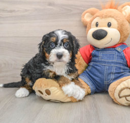 6 week old Mini Bernedoodle Puppy For Sale - Puppy Love PR