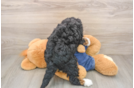Mini Bernedoodle Puppy for Adoption