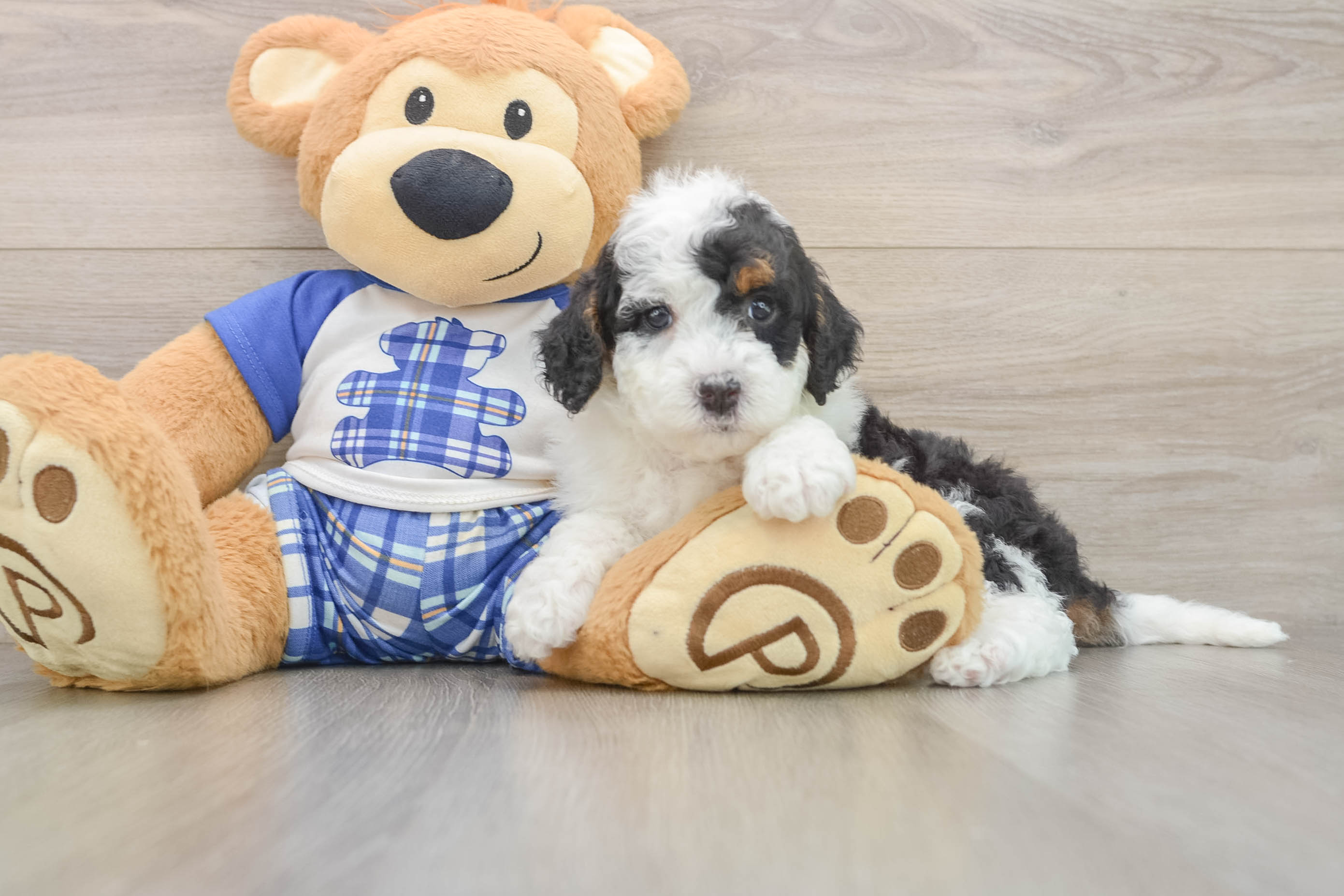 Mini Bernedoodle Puppy for Adoption