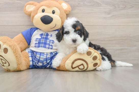 ZOLTAR, a Mini Bernedoodle littermate