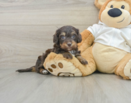 5 week old Mini Doxiedoodle Puppy For Sale - Puppy Love PR