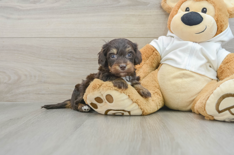 5 week old Mini Doxiedoodle Puppy For Sale - Puppy Love PR