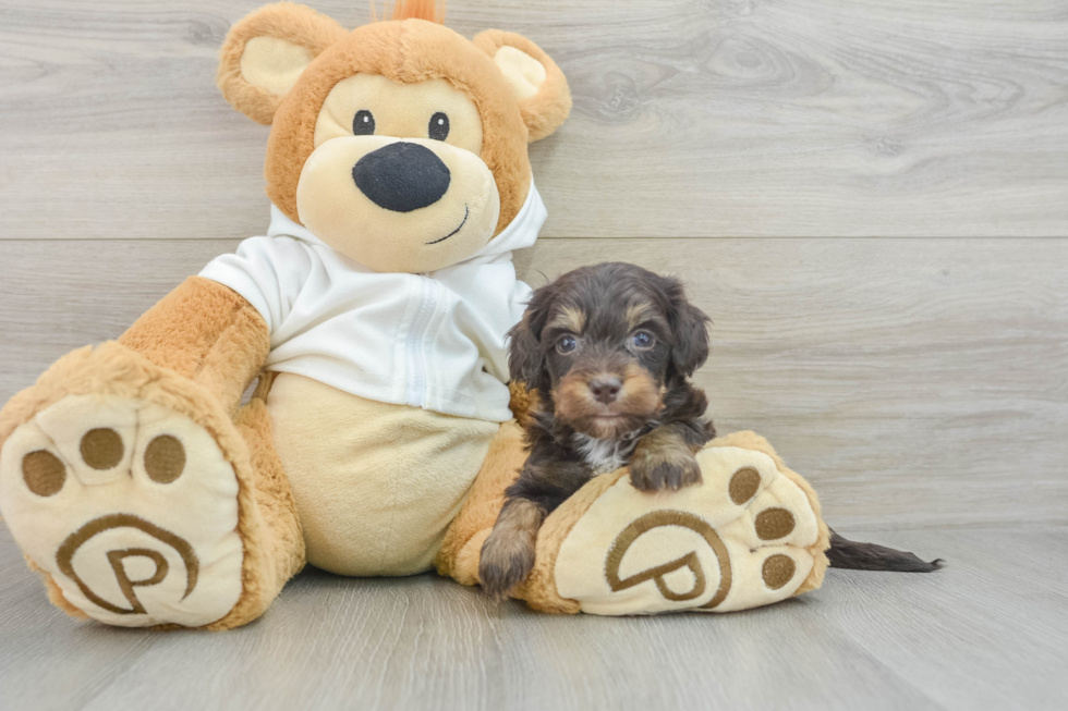 Cute Mini Doxiedoodle Poodle Mix Pup