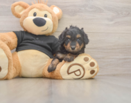 5 week old Mini Doxiedoodle Puppy For Sale - Puppy Love PR