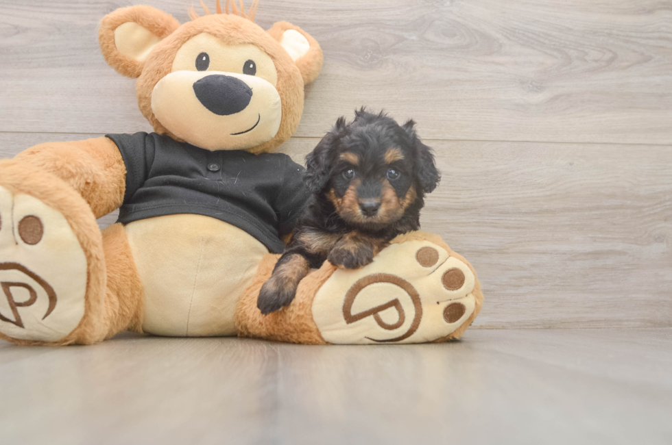 5 week old Mini Doxiedoodle Puppy For Sale - Puppy Love PR