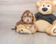 5 week old Mini Doxiedoodle Puppy For Sale - Puppy Love PR