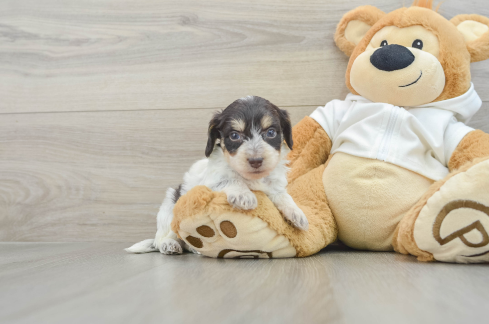 9 week old Mini Doxiedoodle Puppy For Sale - Puppy Love PR