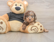 5 week old Mini Doxiedoodle Puppy For Sale - Puppy Love PR